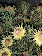Protea scolymocephala