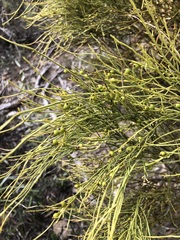 Choretrum glomeratum