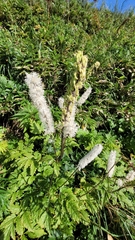 Actaea simplex
