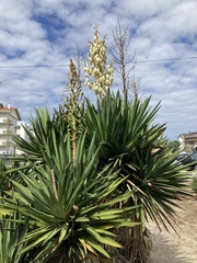 Yucca gloriosa