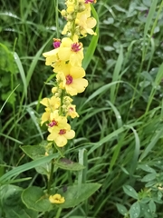 Verbascum chaixii