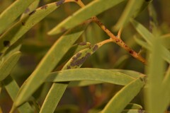 Santalum acuminatum