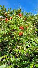 Sorbus sambucifolia