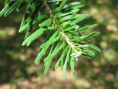 Abies homolepis