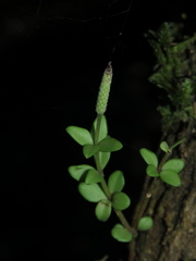 Peperomia tetraphylla