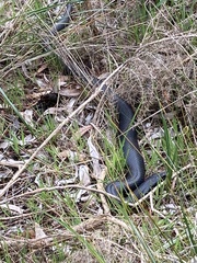 Pseudechis porphyriacus