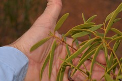 Santalum acuminatum
