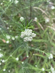 Ozothamnus diosmifolius