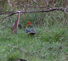 Platycercus eximius