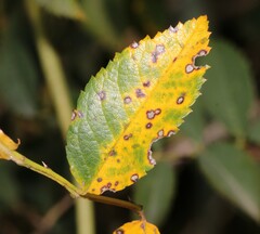 Diplocarpon rosae