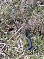 Pseudechis porphyriacus