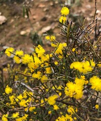 Acacia spinescens