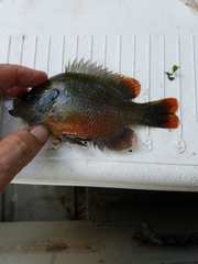 Lepomis miniatus