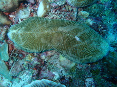 Ctenactis echinata