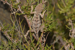 Diploderma yulongense