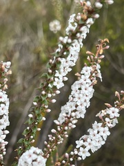Epacris microphylla