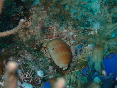 Lyncina