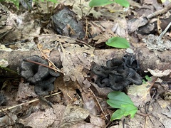 Craterellus caeruleofuscus