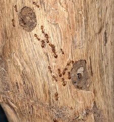 Crematogaster chiarinii