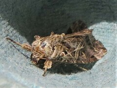 Spodoptera litura