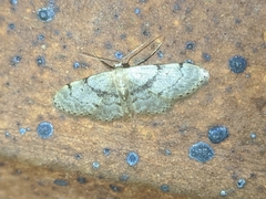 Idaea laevigata