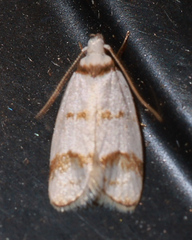 Chezala brachypepla