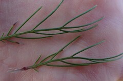 Euryops abrotanifolius