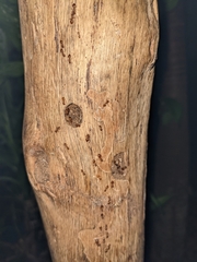 Crematogaster chiarinii