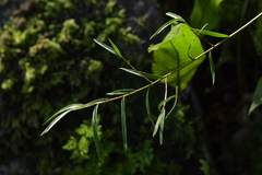 Dendrobium cunninghamii