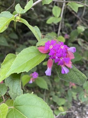 Physodium corymbosum