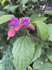 Physodium corymbosum