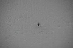 Armigeres subalbatus