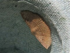 Anticarsia irrorata