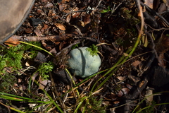 Rossbeevera pachydermis