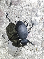 Carabus coriaceus