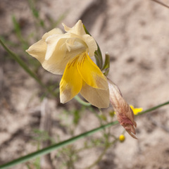 Gladiolus carinatus