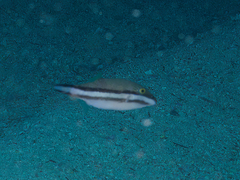 Canthigaster callisterna