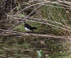 Rhipidura leucophrys
