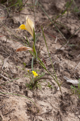 Gladiolus carinatus