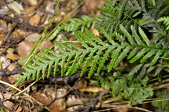 Notogrammitis heterophylla