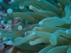 Ancylomenes sarasvati