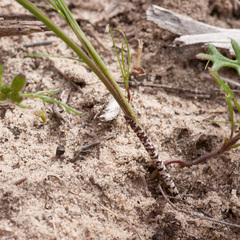 Gladiolus carinatus
