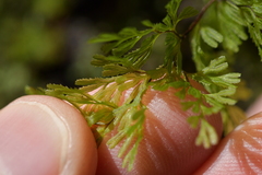 Hymenophyllum multifidum