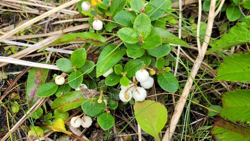Gaultheria pyroloides, photograph 4
