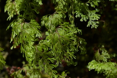 Hymenophyllum multifidum