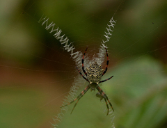 Argiope flavipalpis