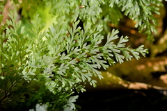 Hymenophyllum demissum