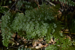 Hymenophyllum demissum