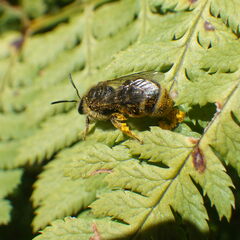 Lasioglossum leucozonium