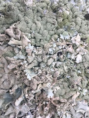 Xanthoparmelia conspersa
